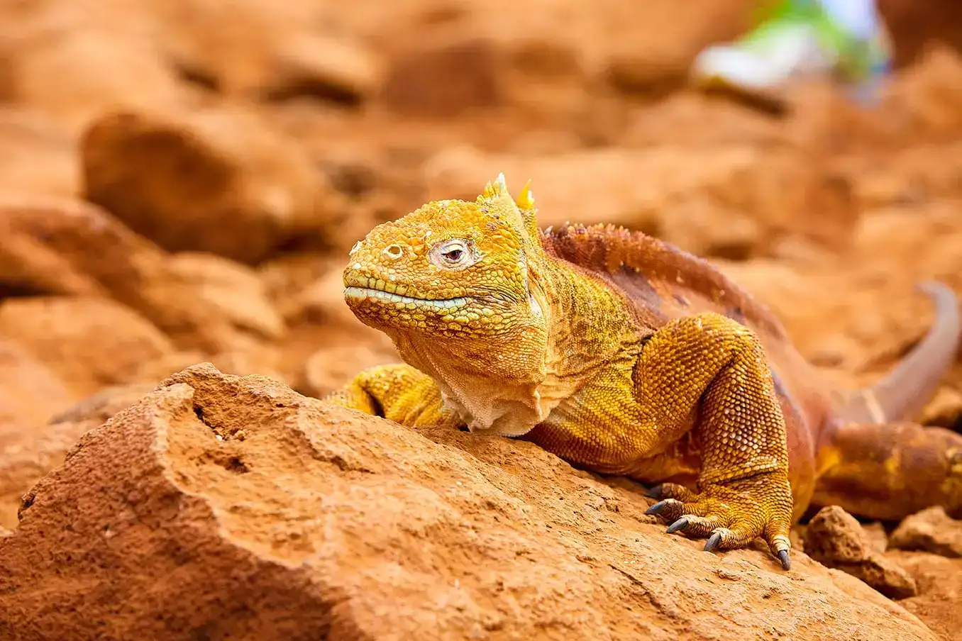 5 дней открытия дикой природы Галапагосских островов (2 необитаемых острова) (3/7)