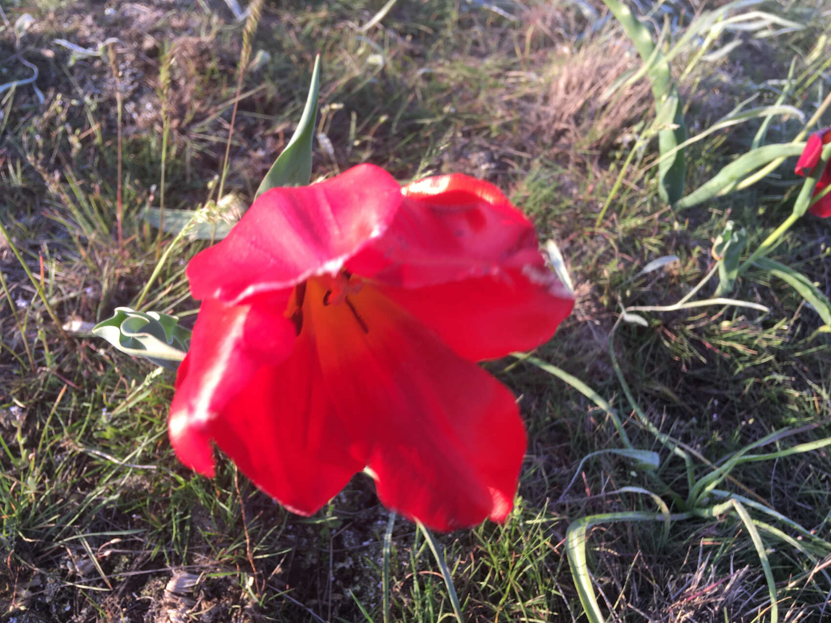 Калмыкия, тюльпанные поля, озеро Баскунчак и Золотая Элиста (5дн./5 ноч.) (29/51)