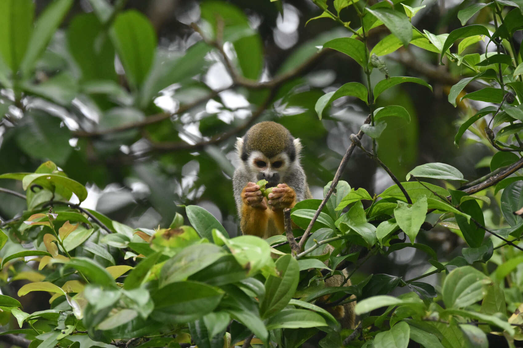 7 Days - 360° Amazon Experience in Cuyabeno (7/8)