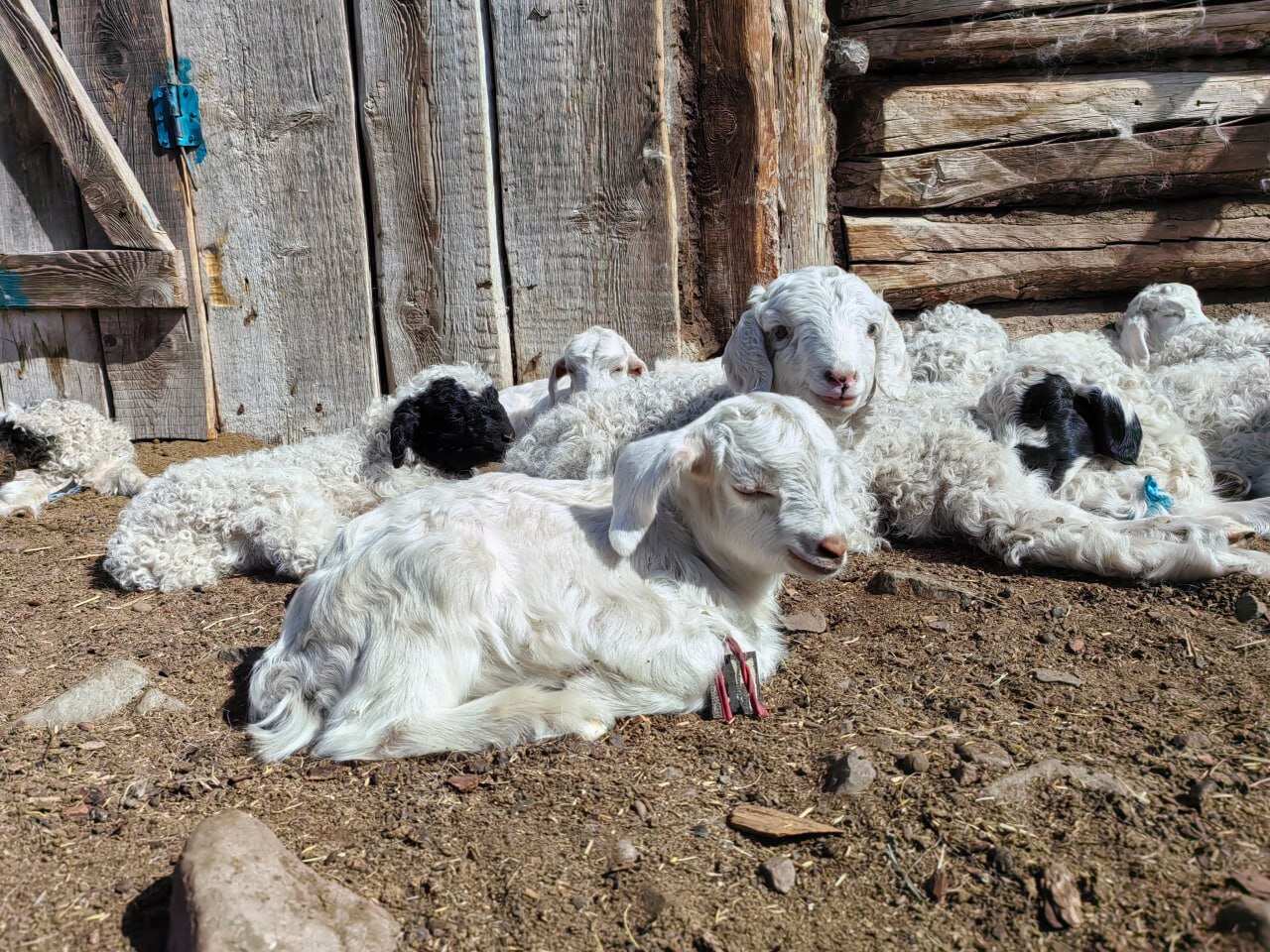 Серебряные Горы (3/27)