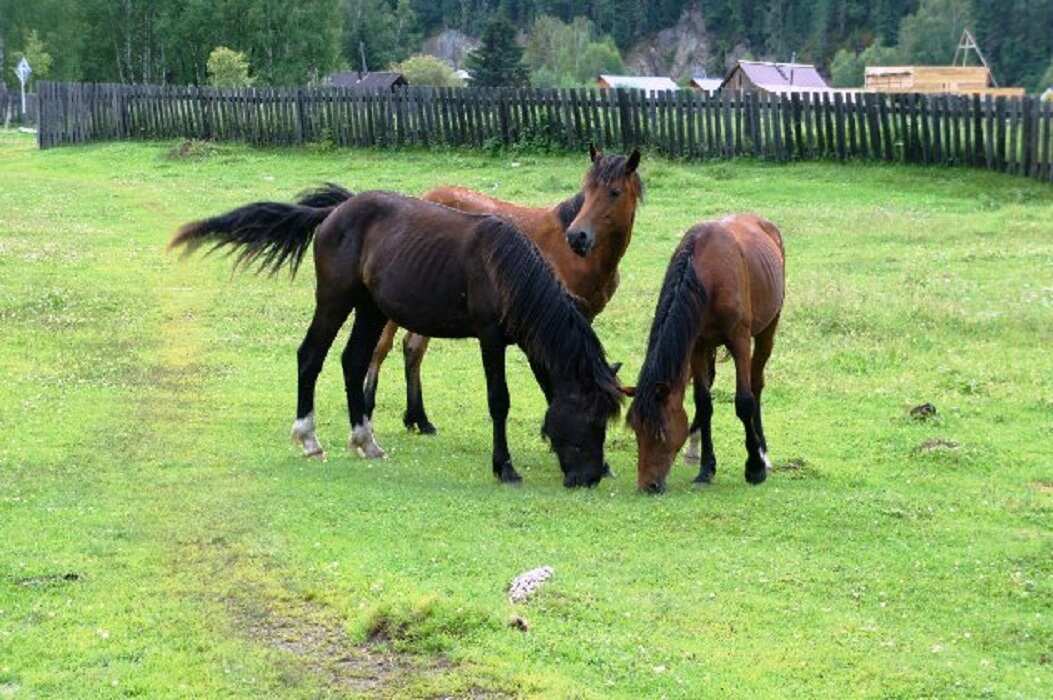 Поднебесье Саян (5/23)