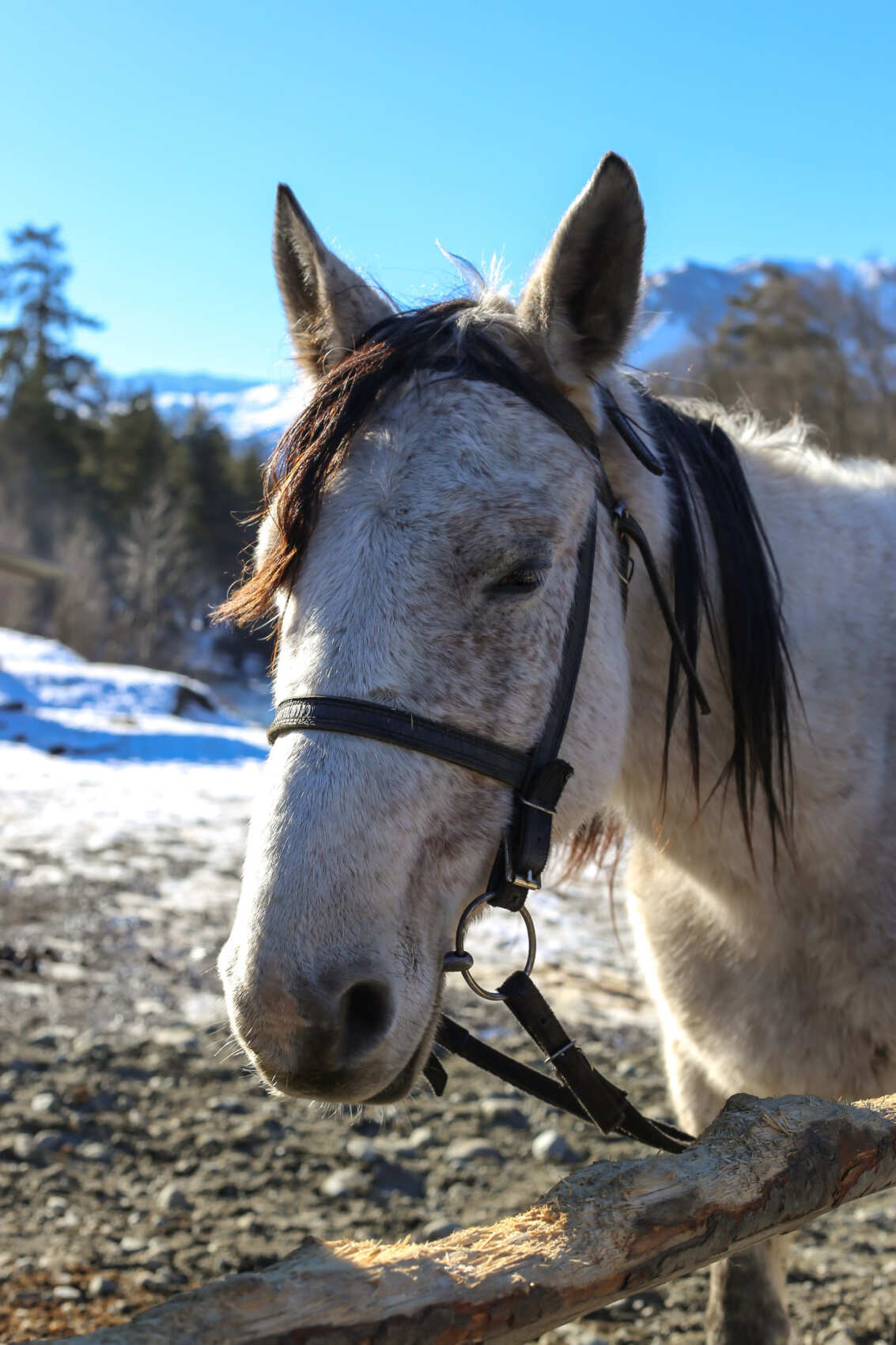Конный тур в мини-группе Зимний Архыз (34/36)