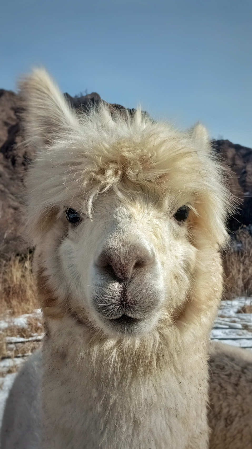 Индивидуальная поездка на ферму альпак — День с плюшевыми милашками (4/18)