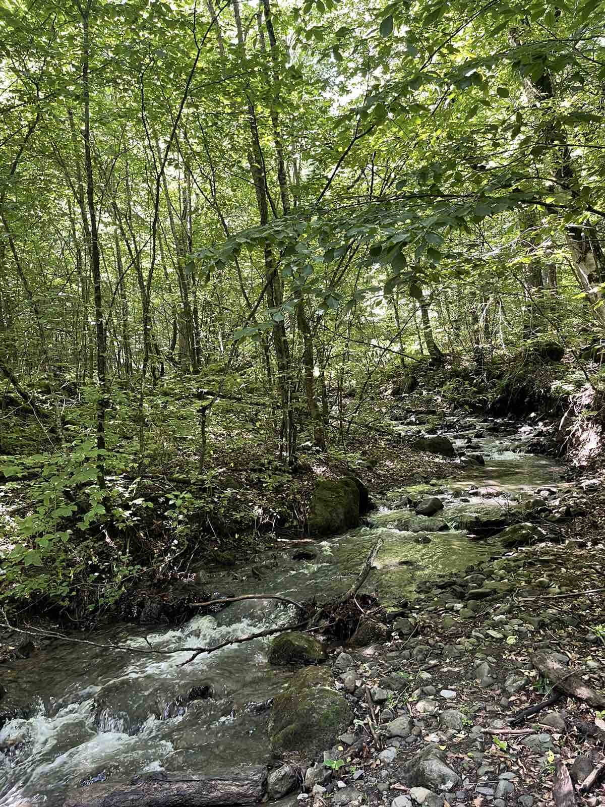 Пешая экскурсия по Дилижанскому национальному парку (6/20)