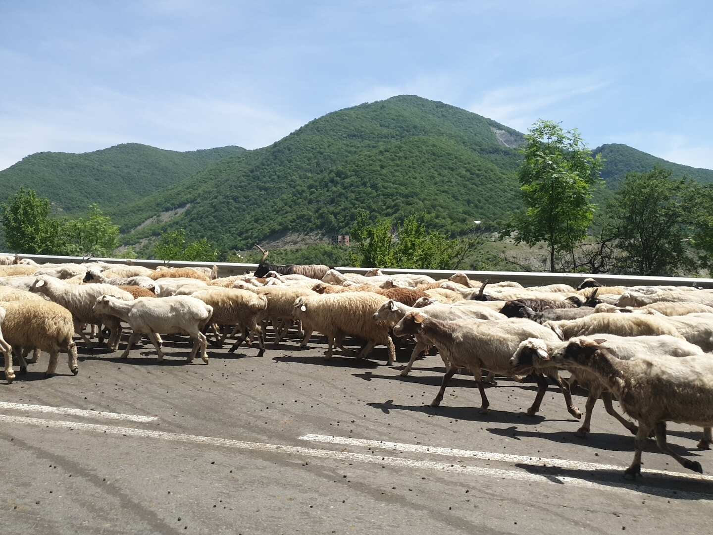 Величественный Казбег (8/14)