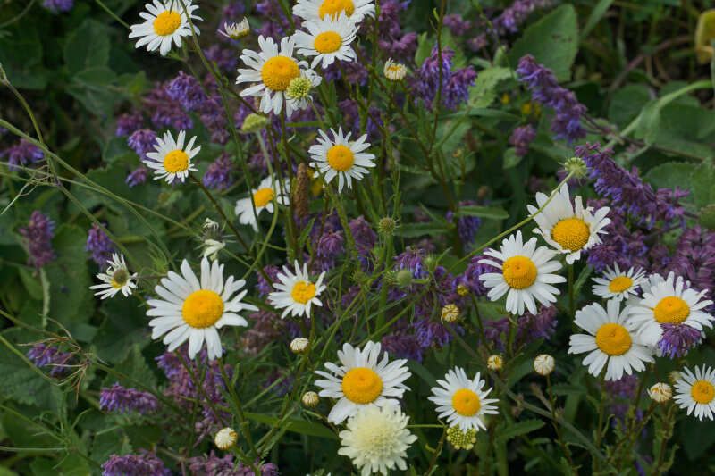 Северная Осетия и Кабардино-Балкария,Ингушетия Акция (41/85)