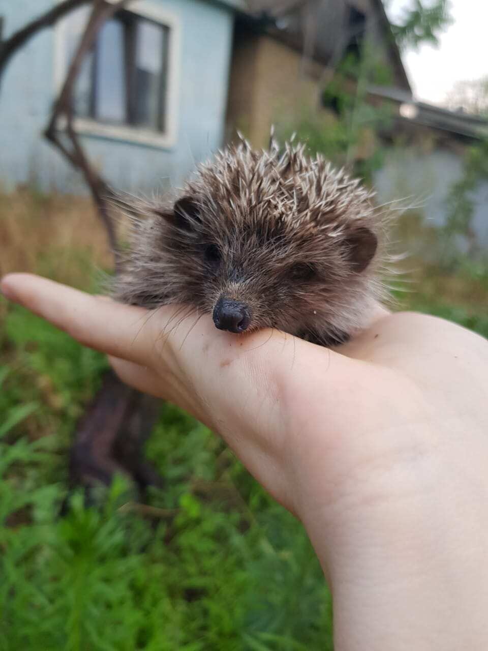 Ахульго, Ботлих, Рахата. (8/8)