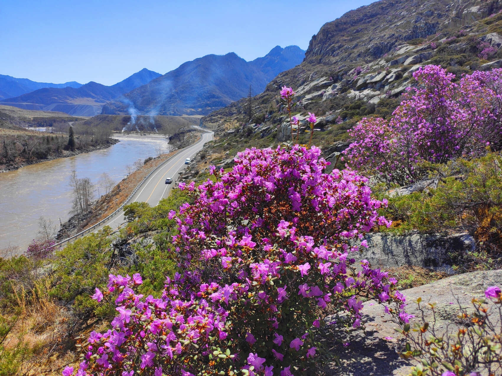 ВЕСЬ АЛТАЙ: пока цветёт алтайская сакура (14/38)