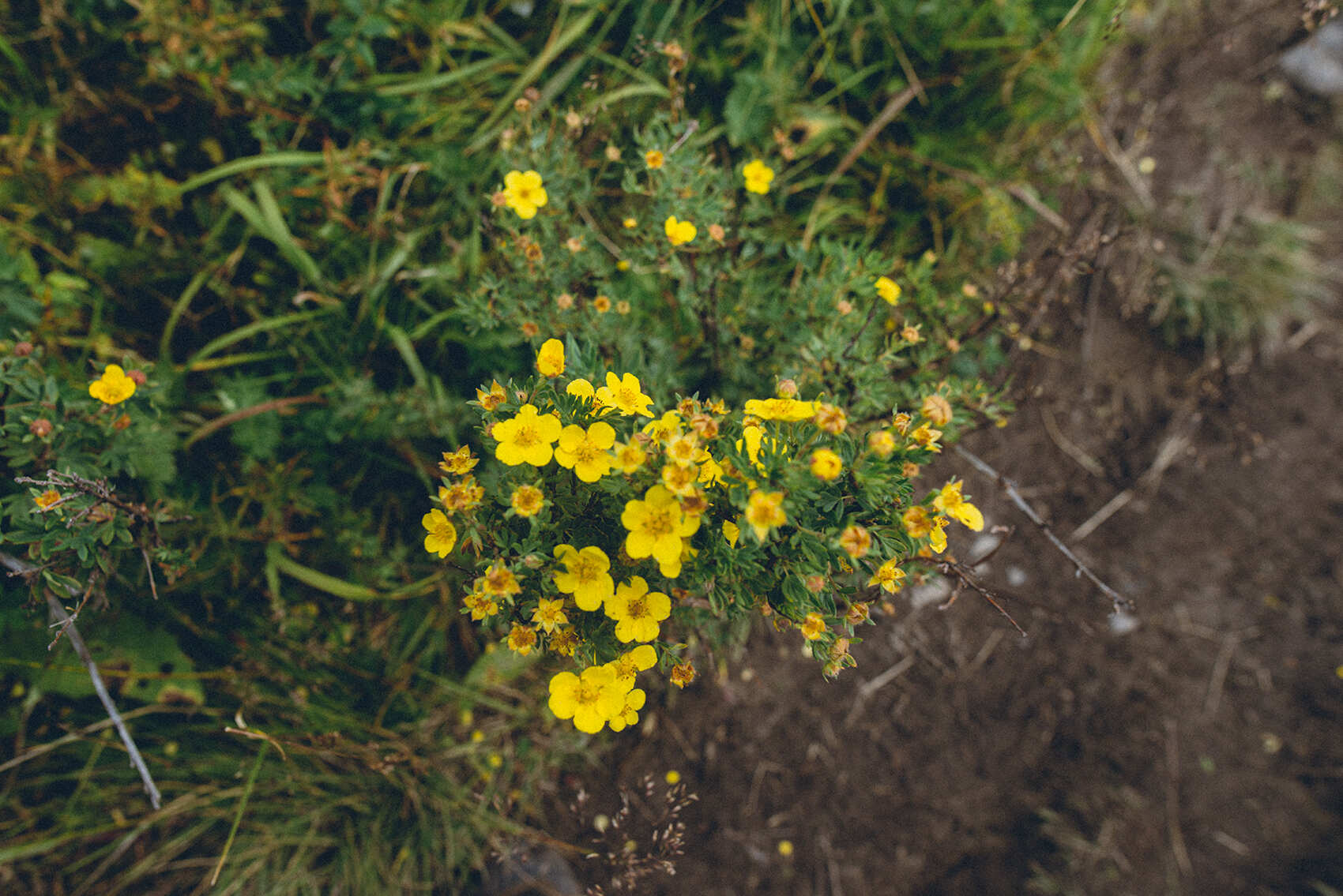 Алтай. Шавлинские озера (9/38)