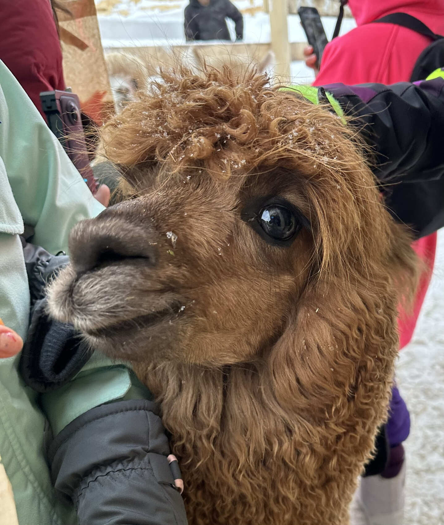 Восторг в Шерегеше! +Обучение лыжам и борду (39/68)