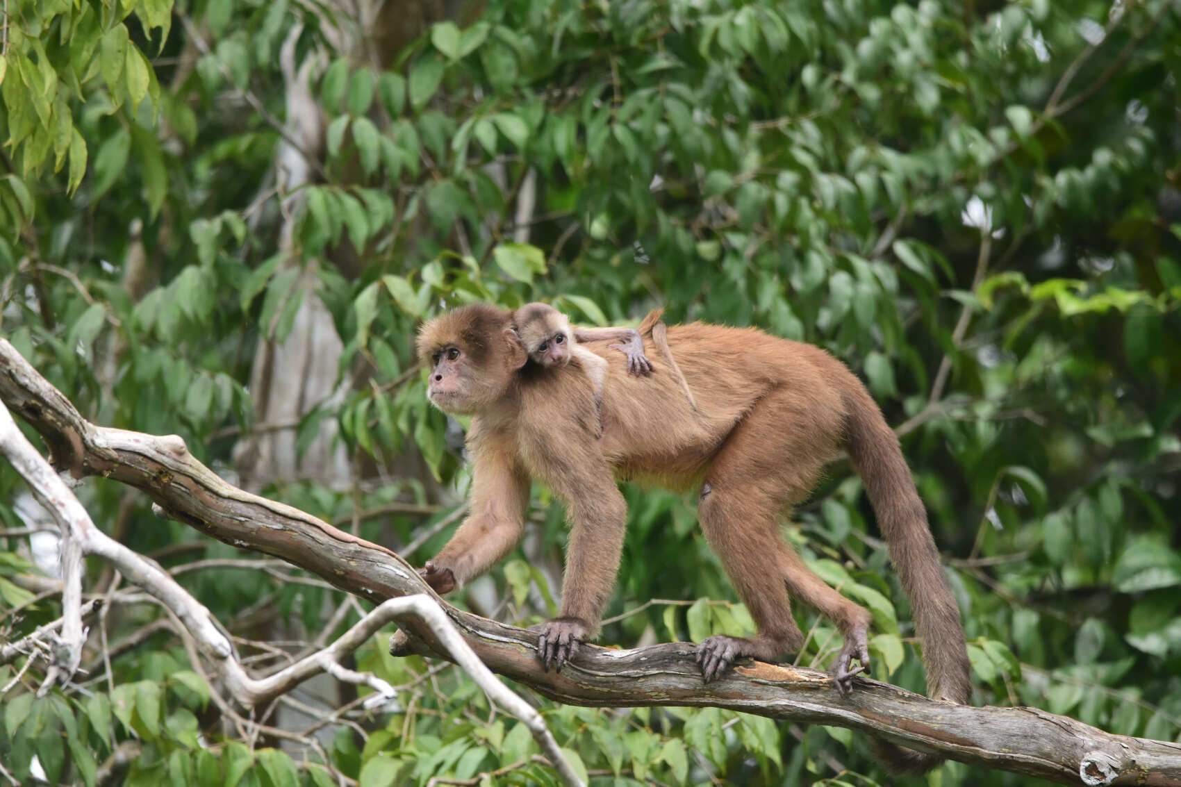 7 Days - 360° Amazon Experience in Cuyabeno (5/8)