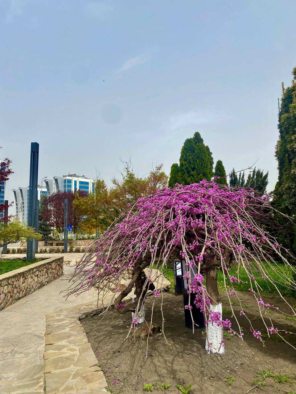 Цветение в Чечне. Сакура, магнолия, маки! (4/29)