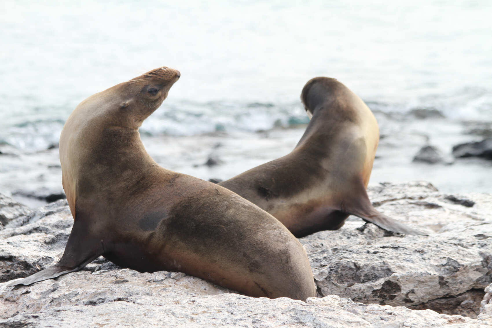 8-дневная прогулка по Галапагосским островам в Санта-Круз и Исабеле (6/31)