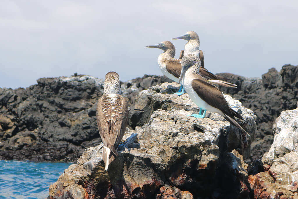 8-дневный тур по Галапагосским островам (Санта-Круз — остров Исабела — Сан-Кристобаль) (3/7)