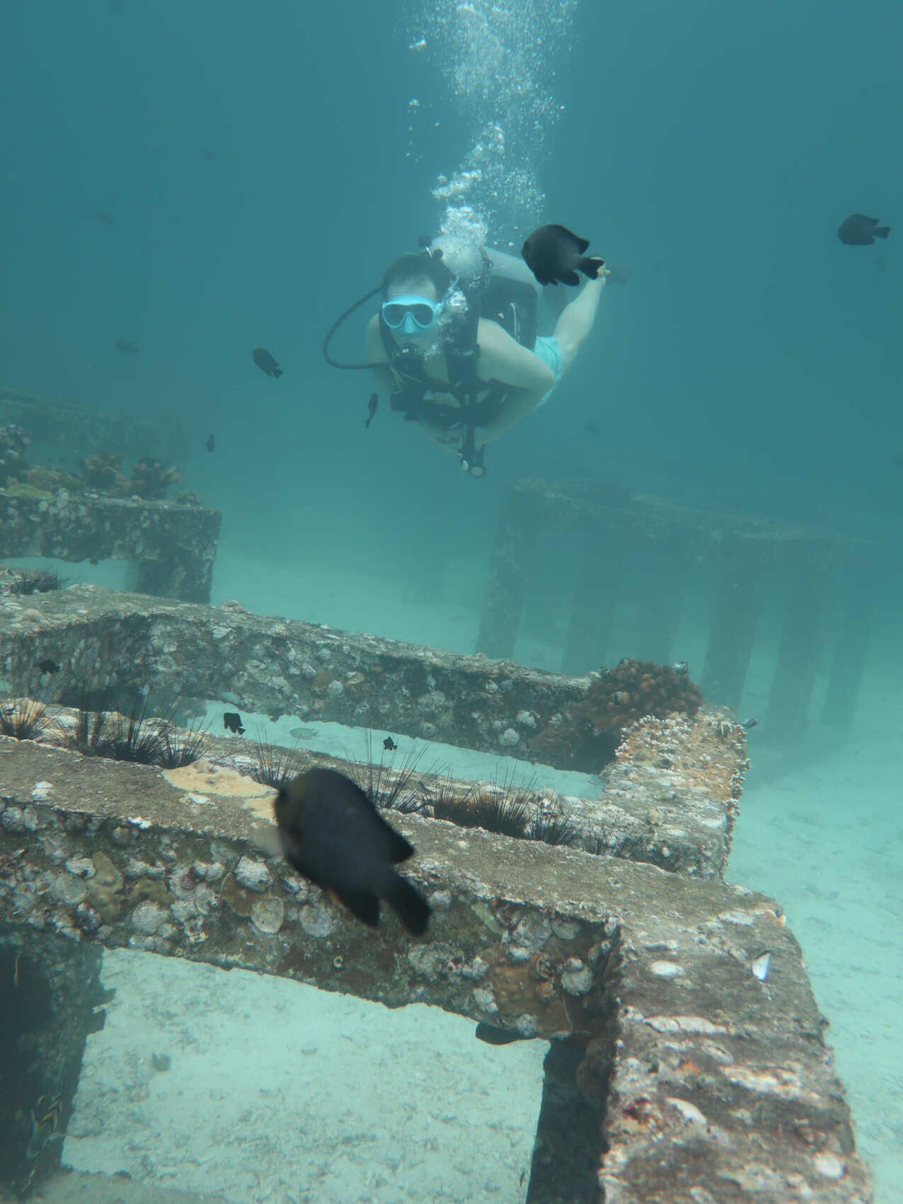 Дайвинг с индивидуальным инструктором. Для Новичков и профессионалов (45/50)