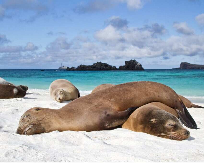 7-дневная экспедиция на Галапагосские острова: Сан-Кристобаль и остров Санта-Круз (5/8)