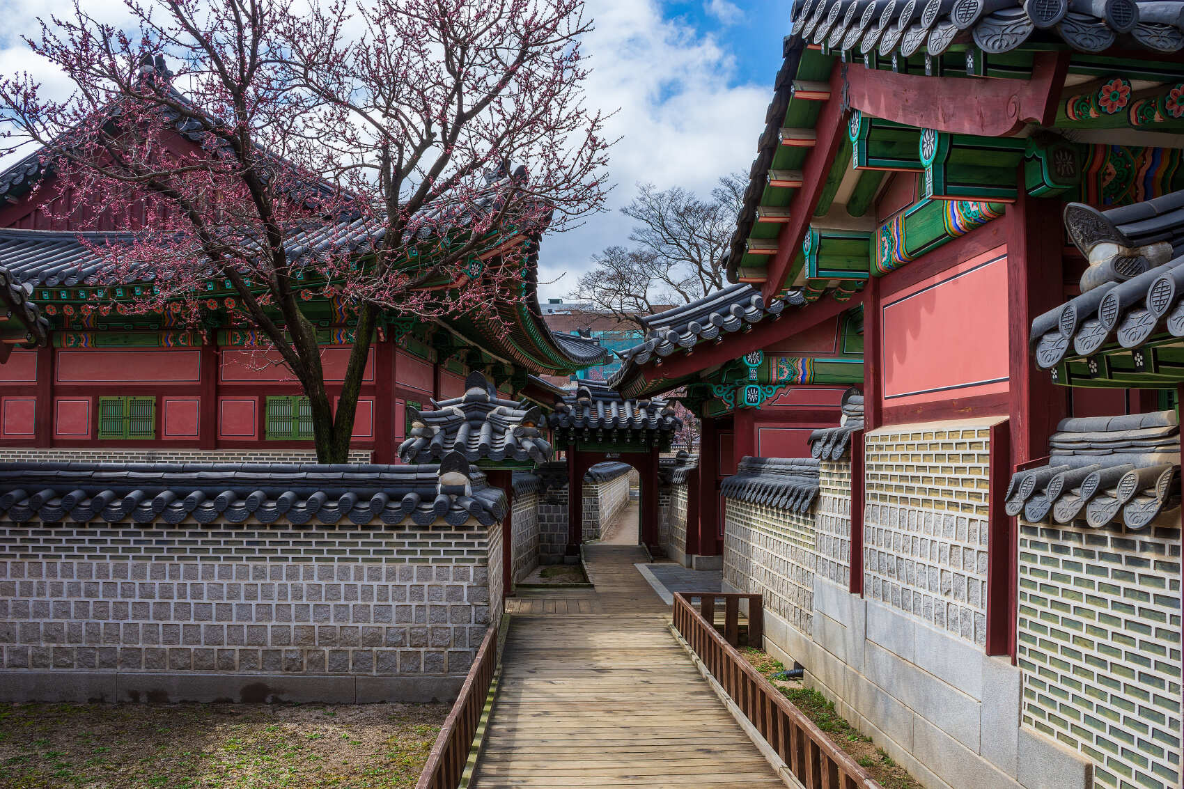 Южная Корея. Сакура в утренней свежести (7/34)