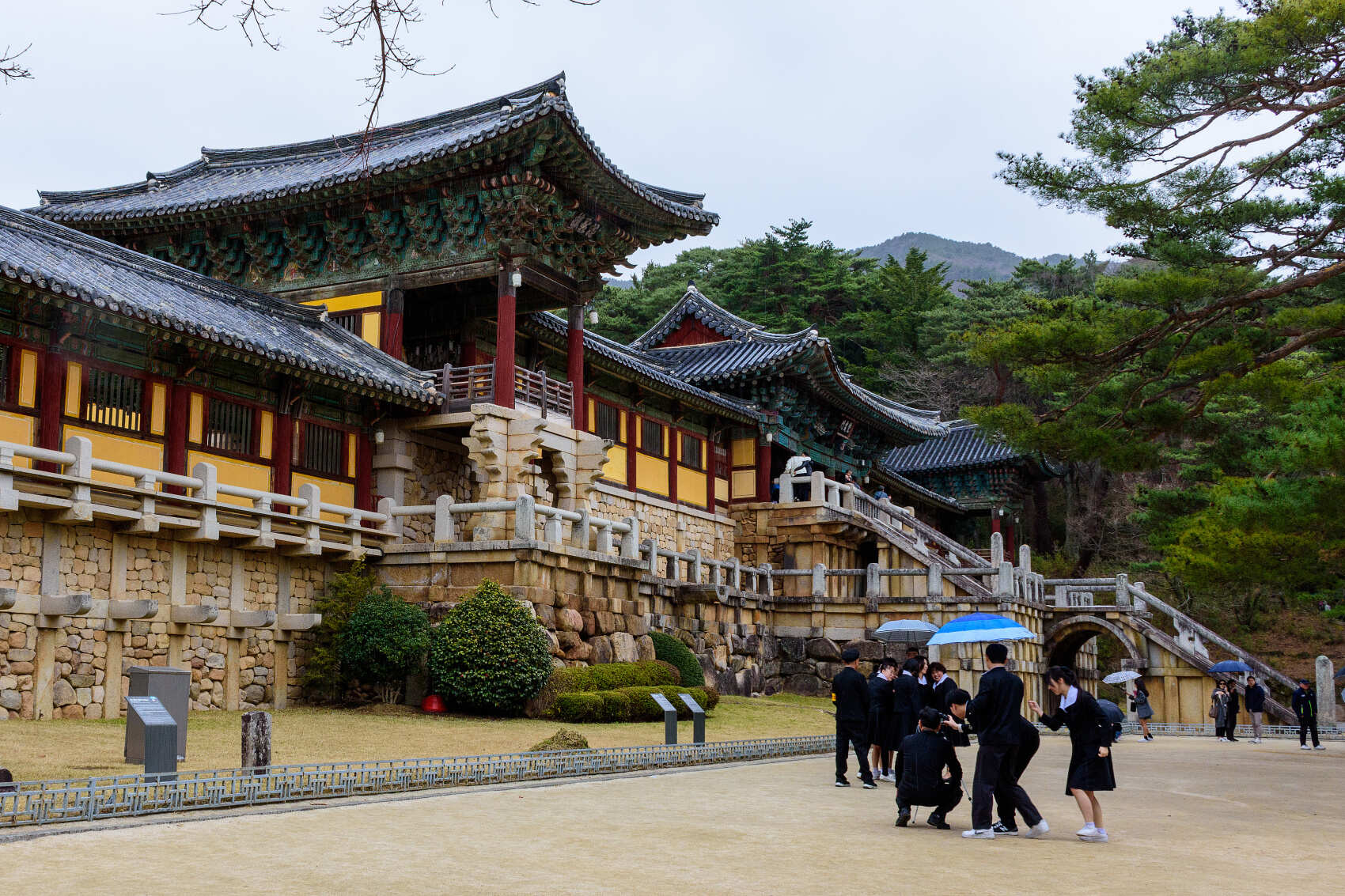 Южная Корея. Сакура в утренней свежести (18/34)