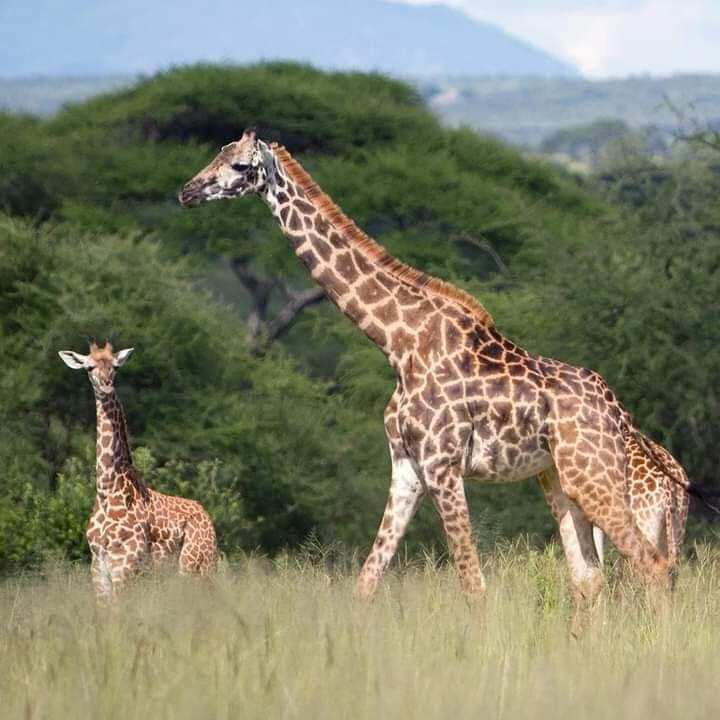 Удивительный Занзибар  и Один День В Танзании, увидеть большую пятёрку (14/89)