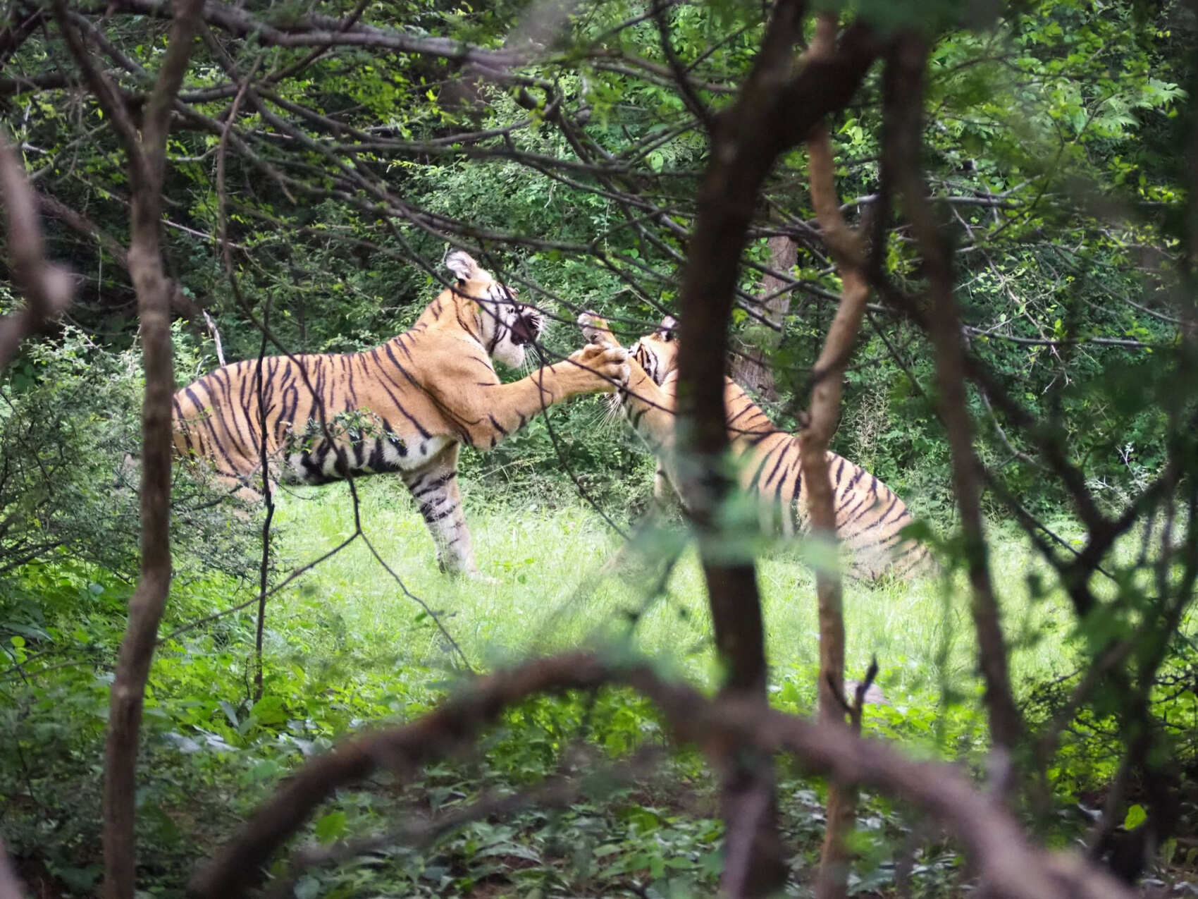 Из Дели: Тур «Тигры, Таж-Махал и дворцы» (3/18)