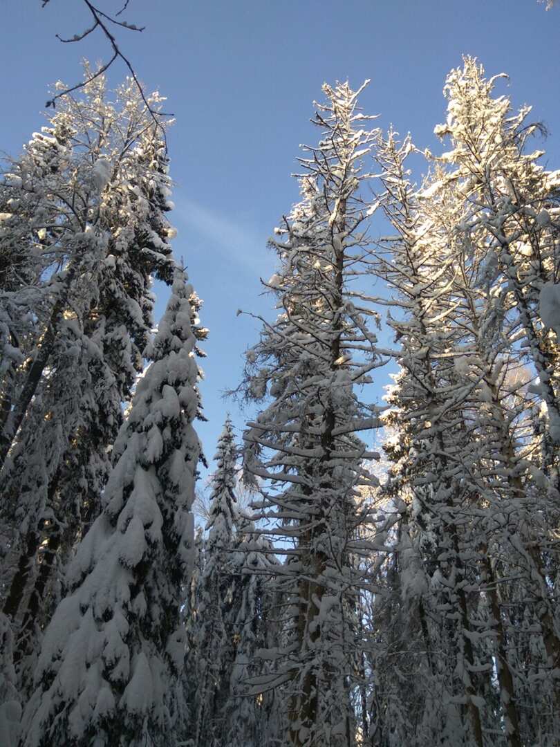 Лыжный день по сказочным местам. Однодневный выезд из Петербурга (8/17)
