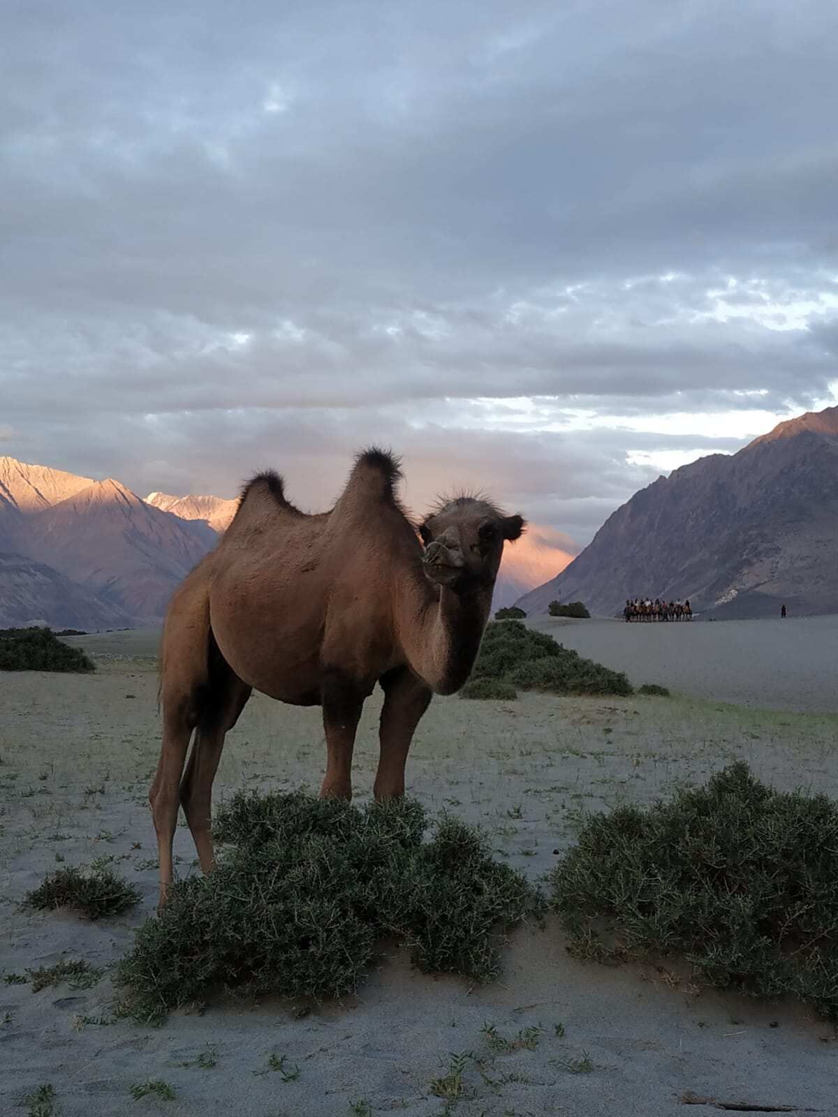 Путешествие в древнее высокогорное королевство Ладакх или Малый Тибет. (5/7)