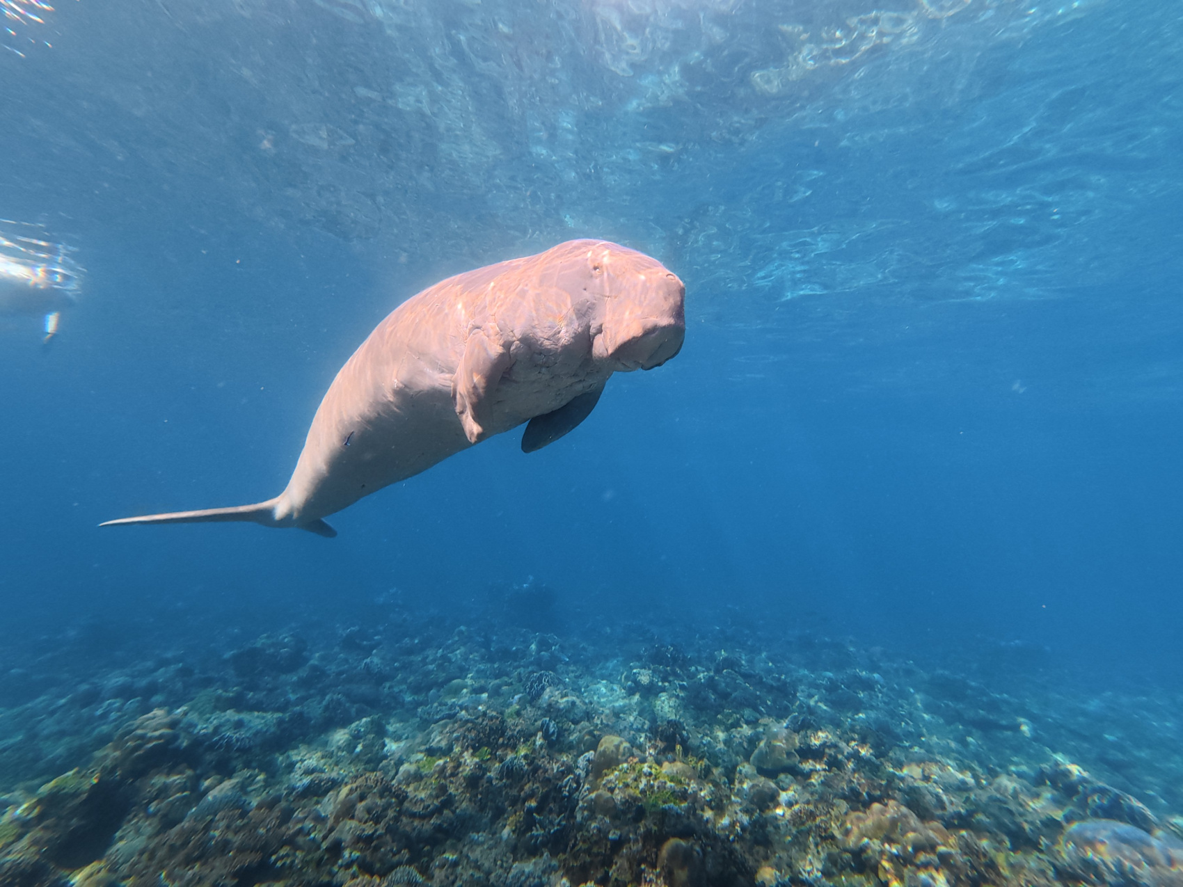 Приключения на Филиппинах: рейд по островам, джунгли и подводный мир (108/150)