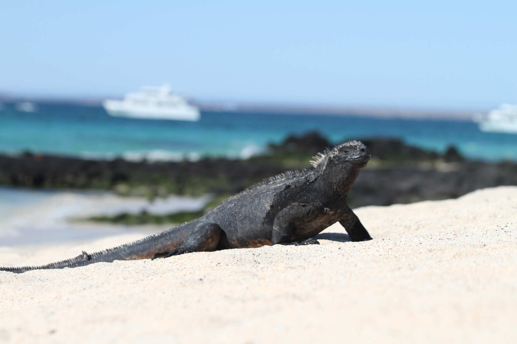 8-дневная прогулка по Галапагосским островам в Санта-Круз и Исабеле (4/31)