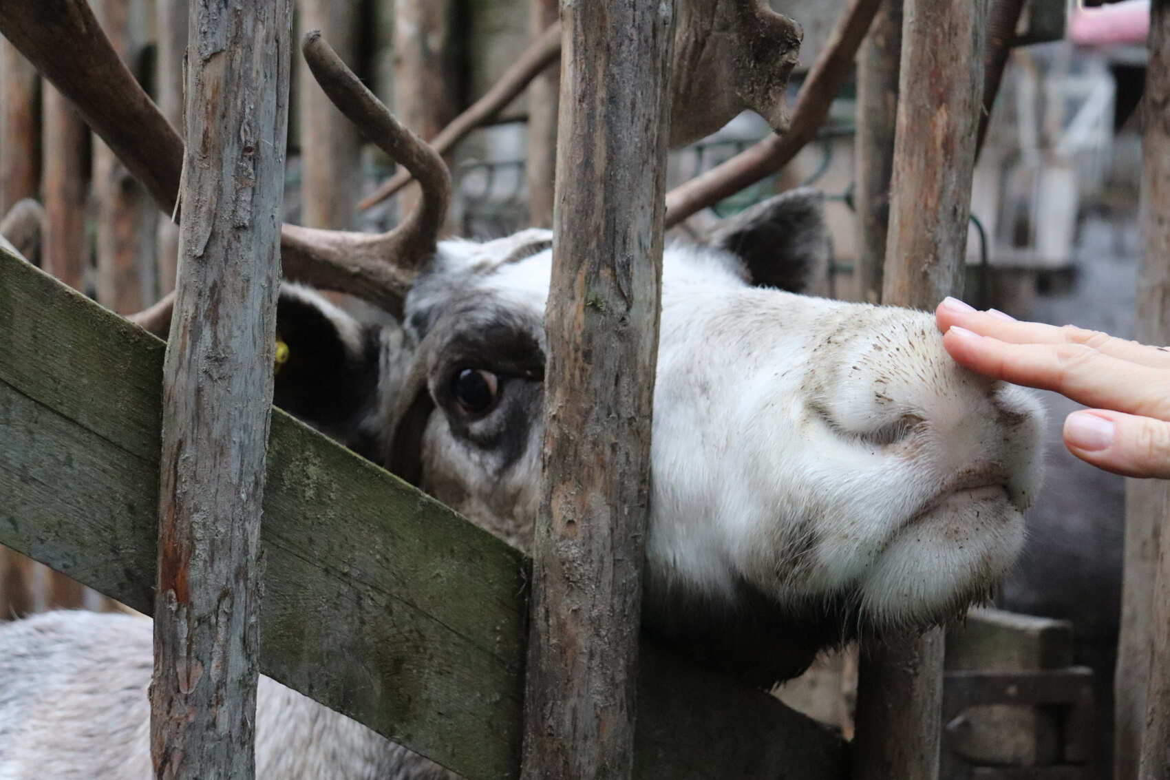 Север зовет: Мурманск и Териберка за 3 дня (14/14)
