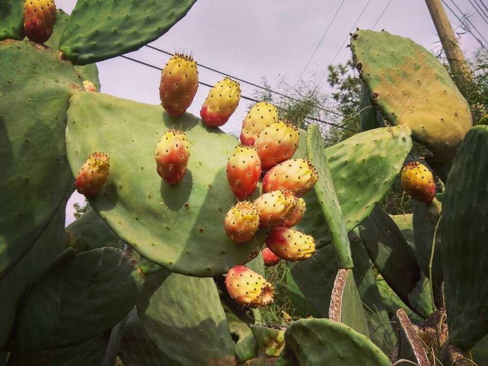 Восточная Ликийская тропа без рюкзаков и палаток (20/51)