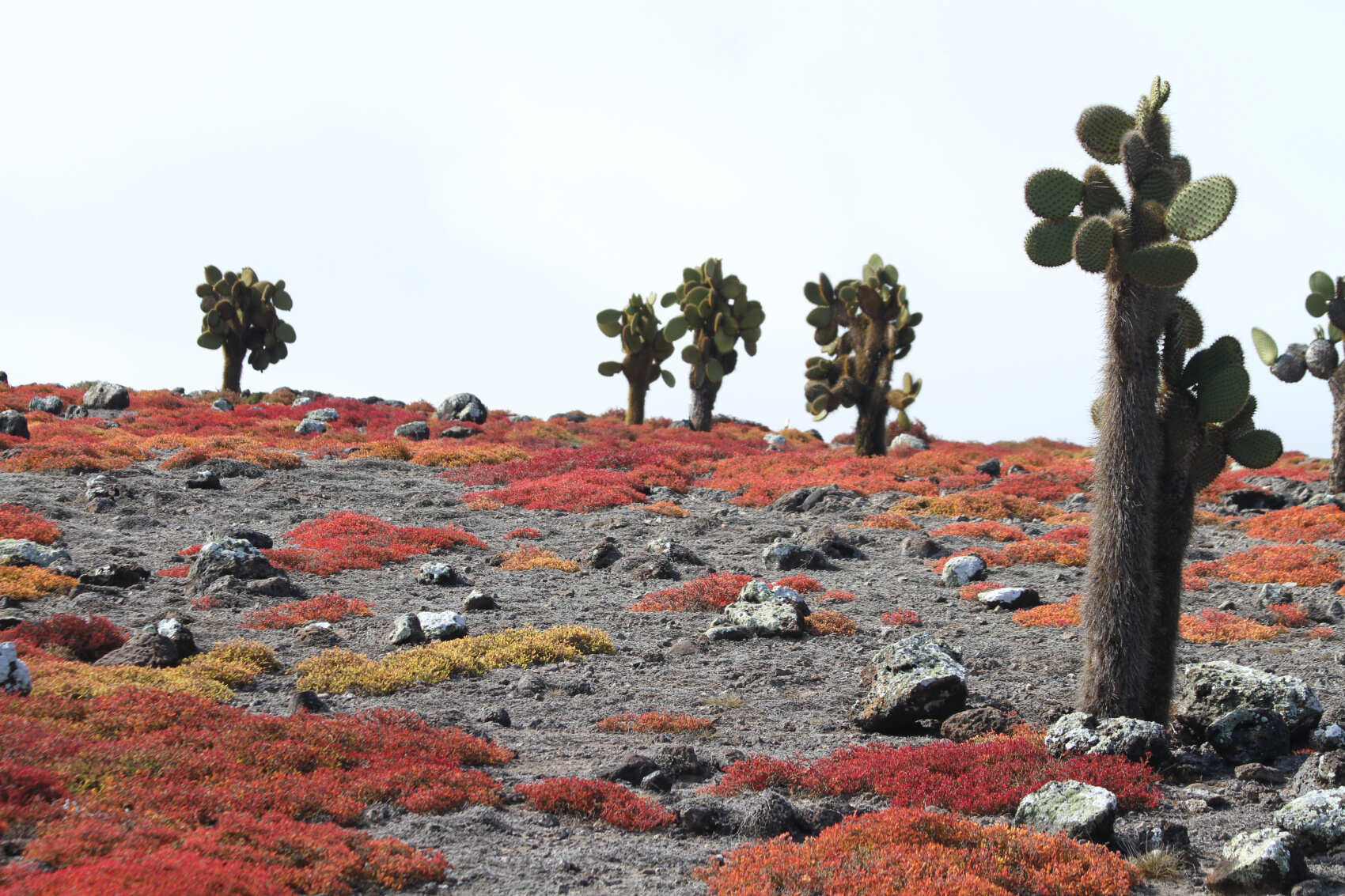 8-дневная прогулка по Галапагосским островам в Санта-Круз и Исабеле (7/31)