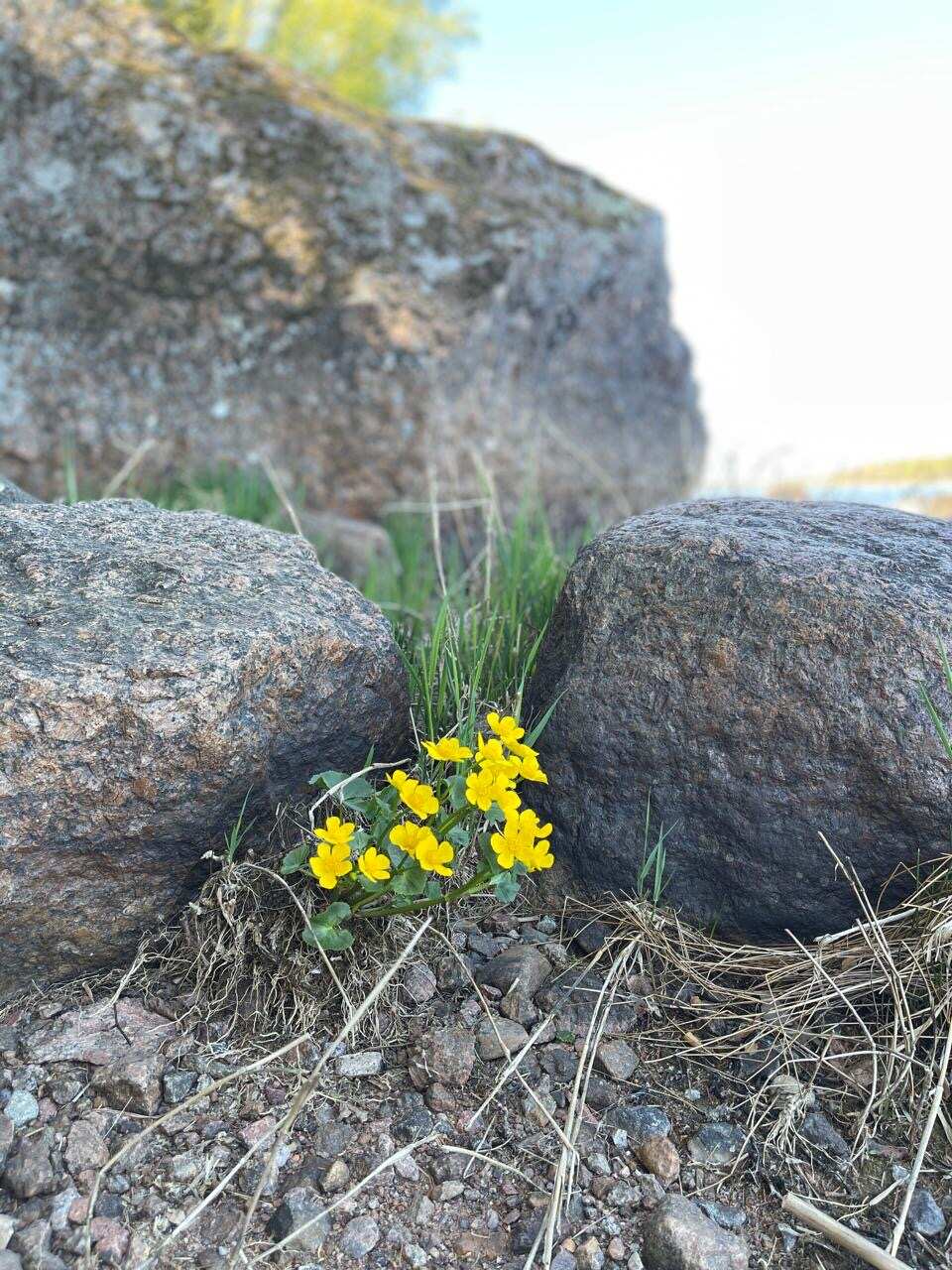 Острова и шхеры Выборгского залива. Тур на катере с гидом. (8/17)