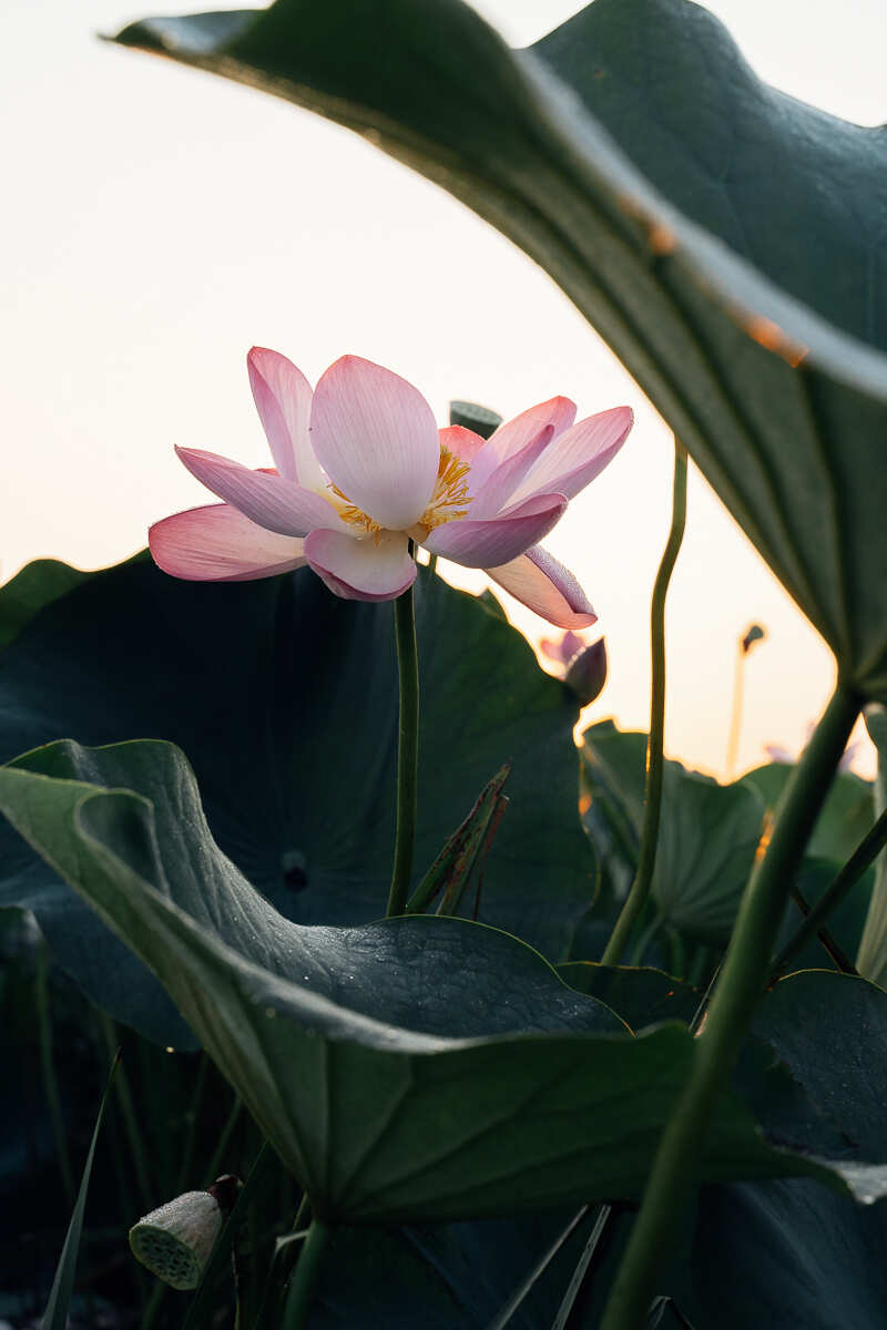 Цветение Лотосов В Дельте Волги (7/21)