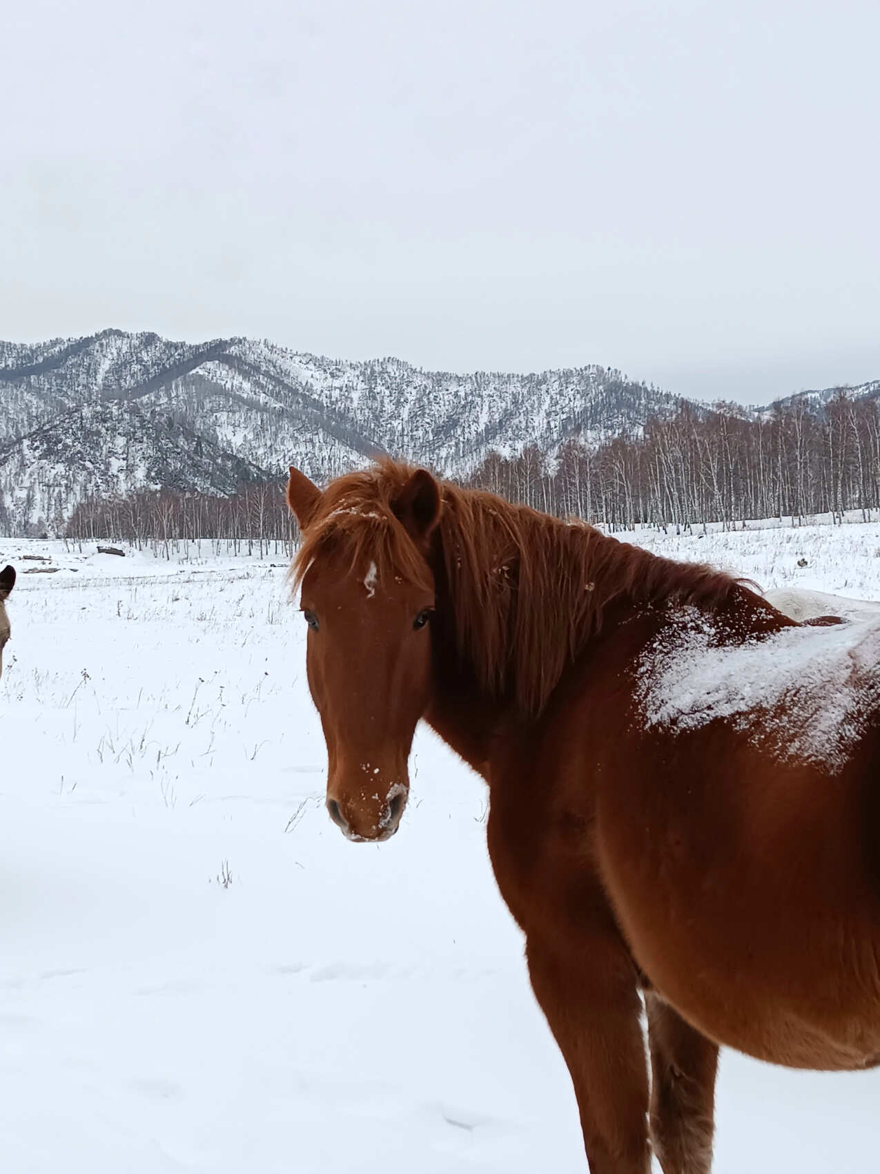 Первое знакомство с Алтаем (Чемальский район) (3/15)