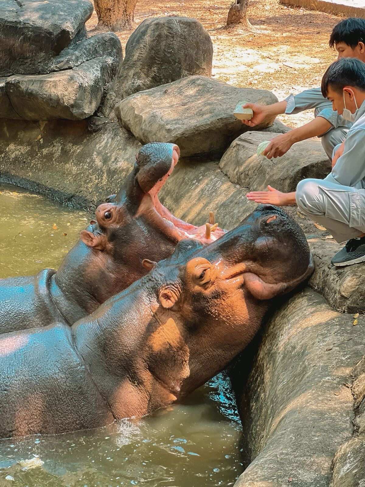 Удивительный Занзибар  и Один День В Танзании, увидеть большую пятёрку (20/89)