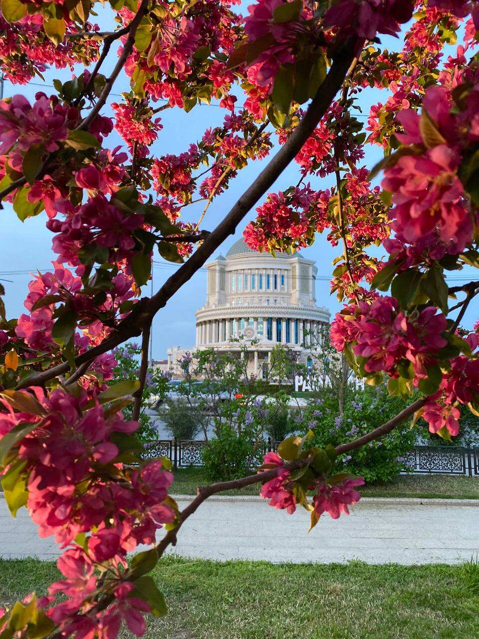 Цветение в Чечне. Сакура, магнолия, маки! (13/29)