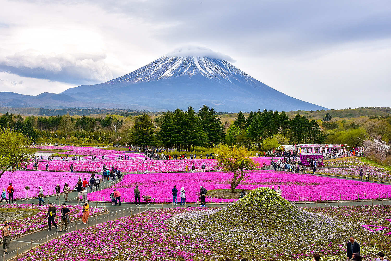 Сакура в Японских Альпах (16/48)