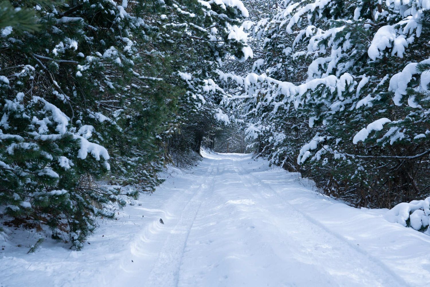 Северная Осетия и Кабардино-Балкария (8/91)