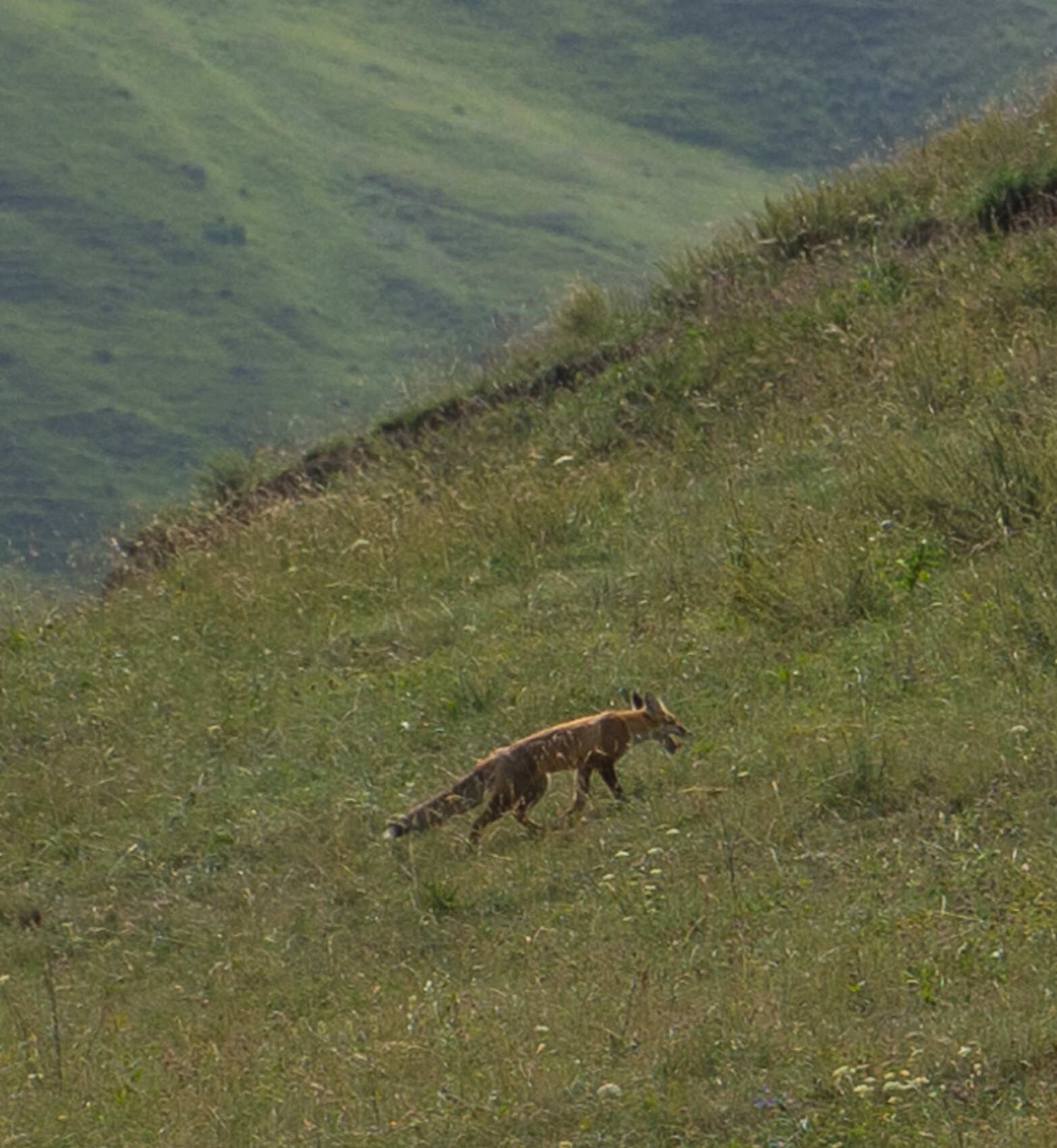 Северная Осетия и Кабардино-Балкария (48/91)
