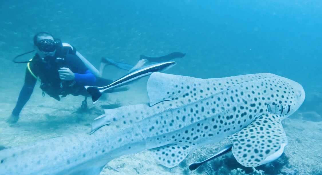 Дайвинг с индивидуальным инструктором. Для Новичков и профессионалов (10/50)
