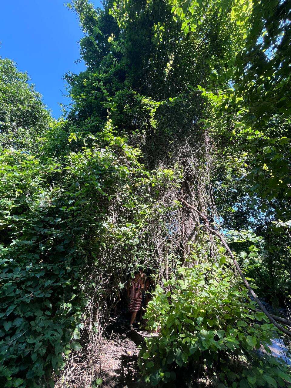 Самурский лес (5/8)