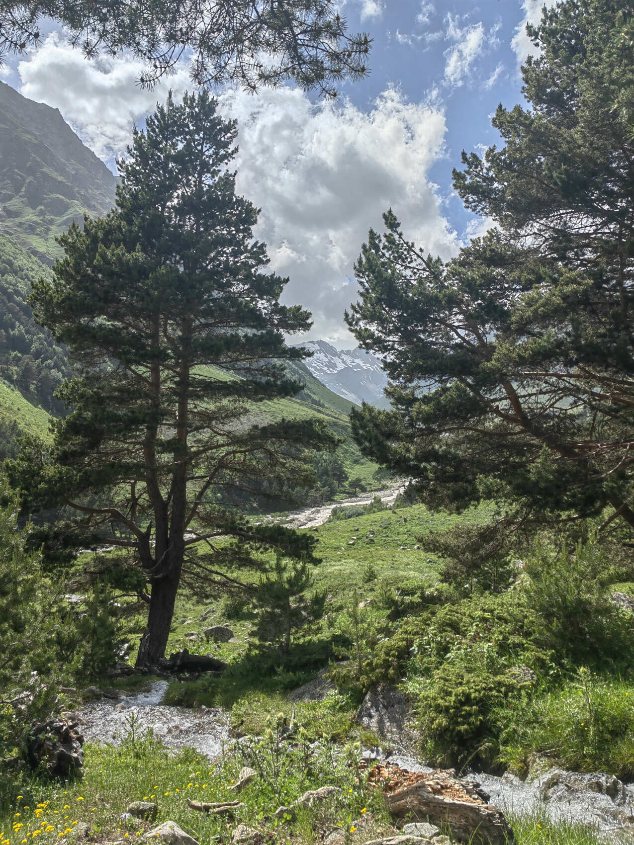 Прогулки по Осетии (Цей+Дигория) в компании маламута. (9/20)