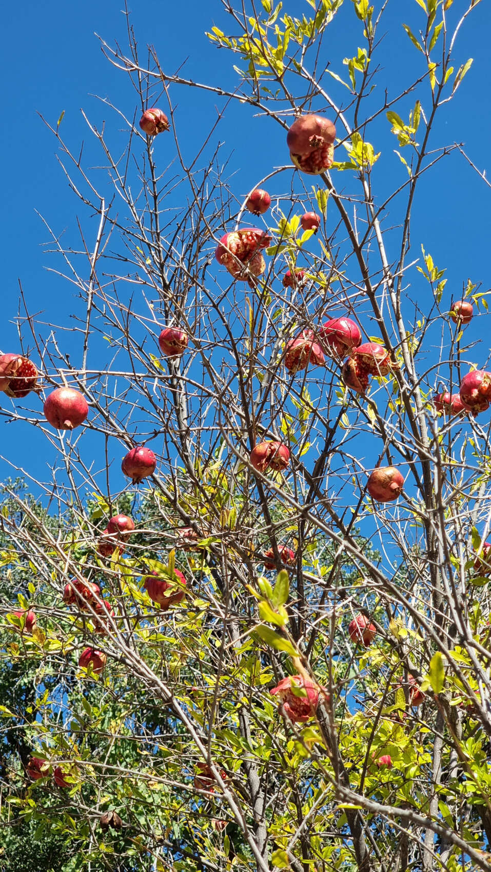 Треккинг по Ликийской тропе. Западная часть (10 дней) (6/43)