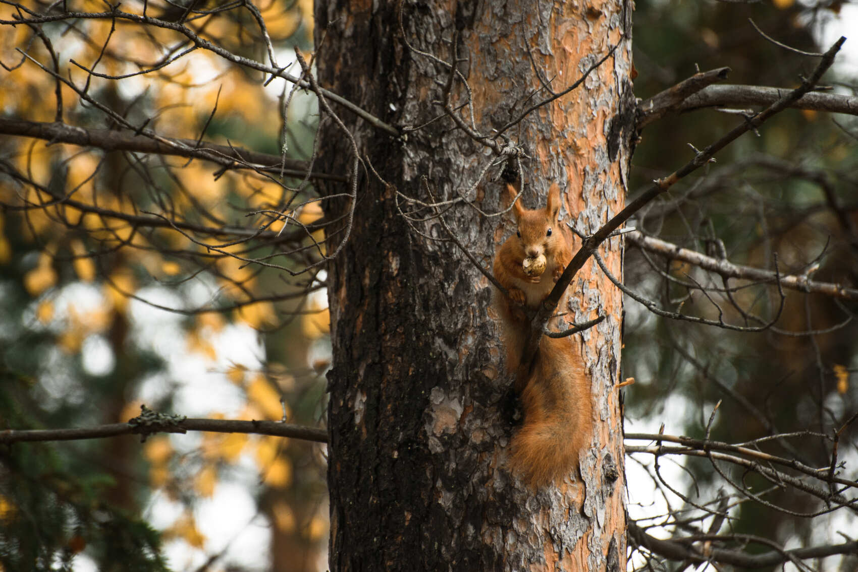 Фото экспедиция по Кольскому п-ову (+Рыбачий+Средний+ киты) (10/33)
