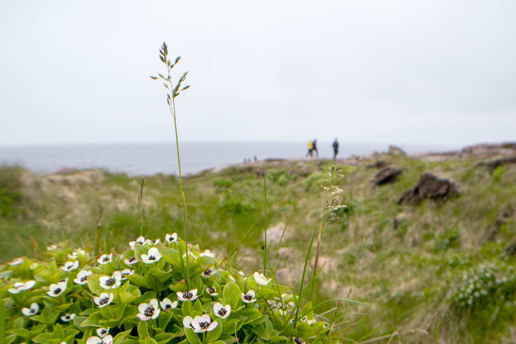 Кольский Лайт: Териберка + проживание (1/37)