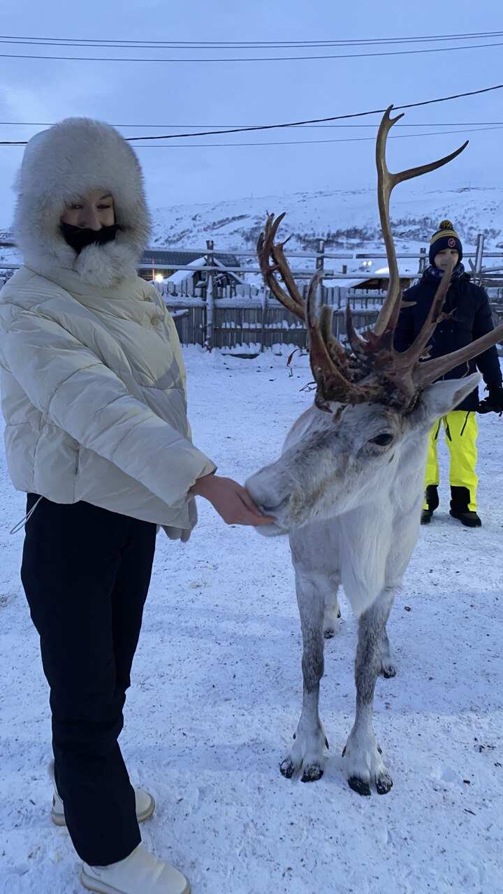 Арктика: северное сияние, норвежские пейзажи, хаски и олени (12/20)
