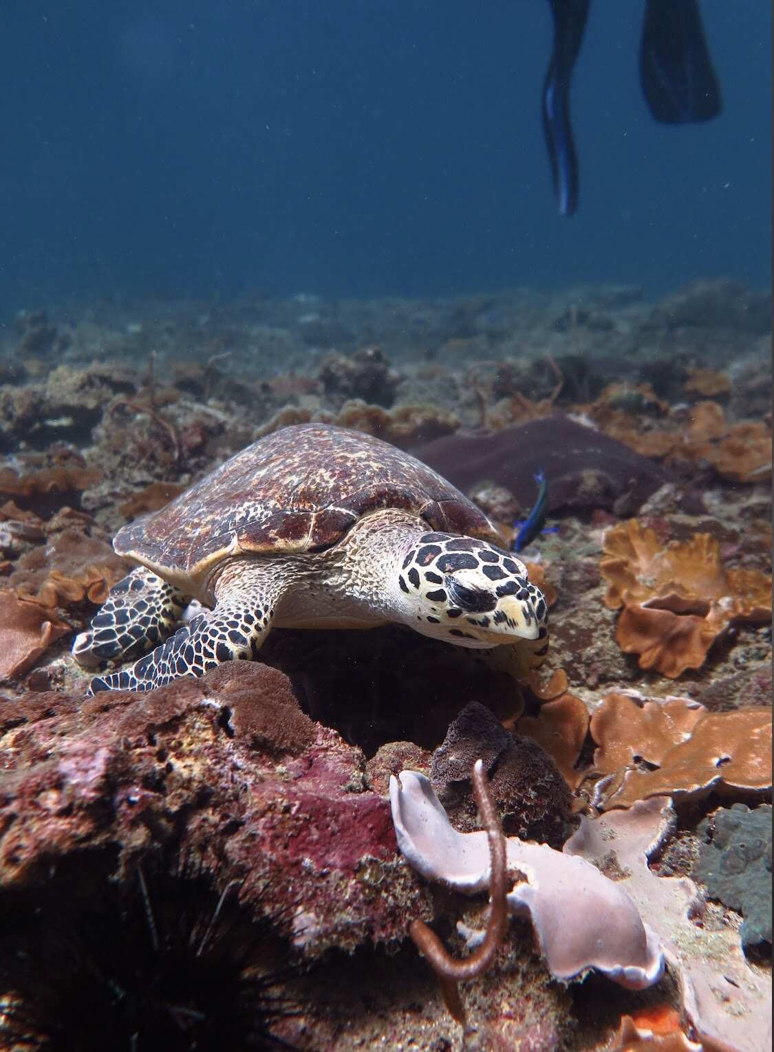Дайвинг с индивидуальным инструктором. Для Новичков и профессионалов (22/50)