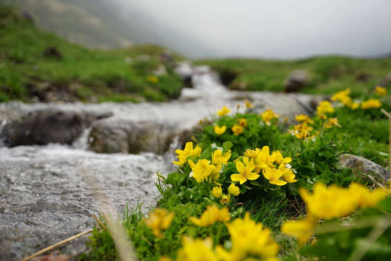 Северная Осетия и Кабардино-Балкария,Ингушетия Акция (64/85)