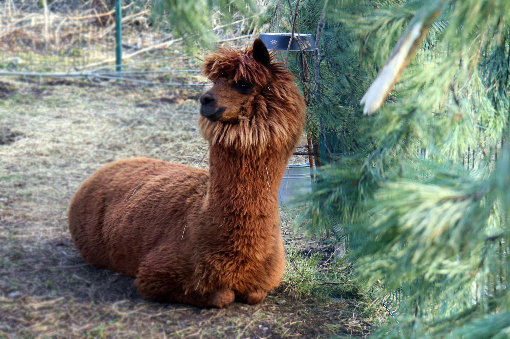 Алтай Голд Плюс + ледник Актру (кольцевой маршрут, для групп 2-6 чел.) (6/53)