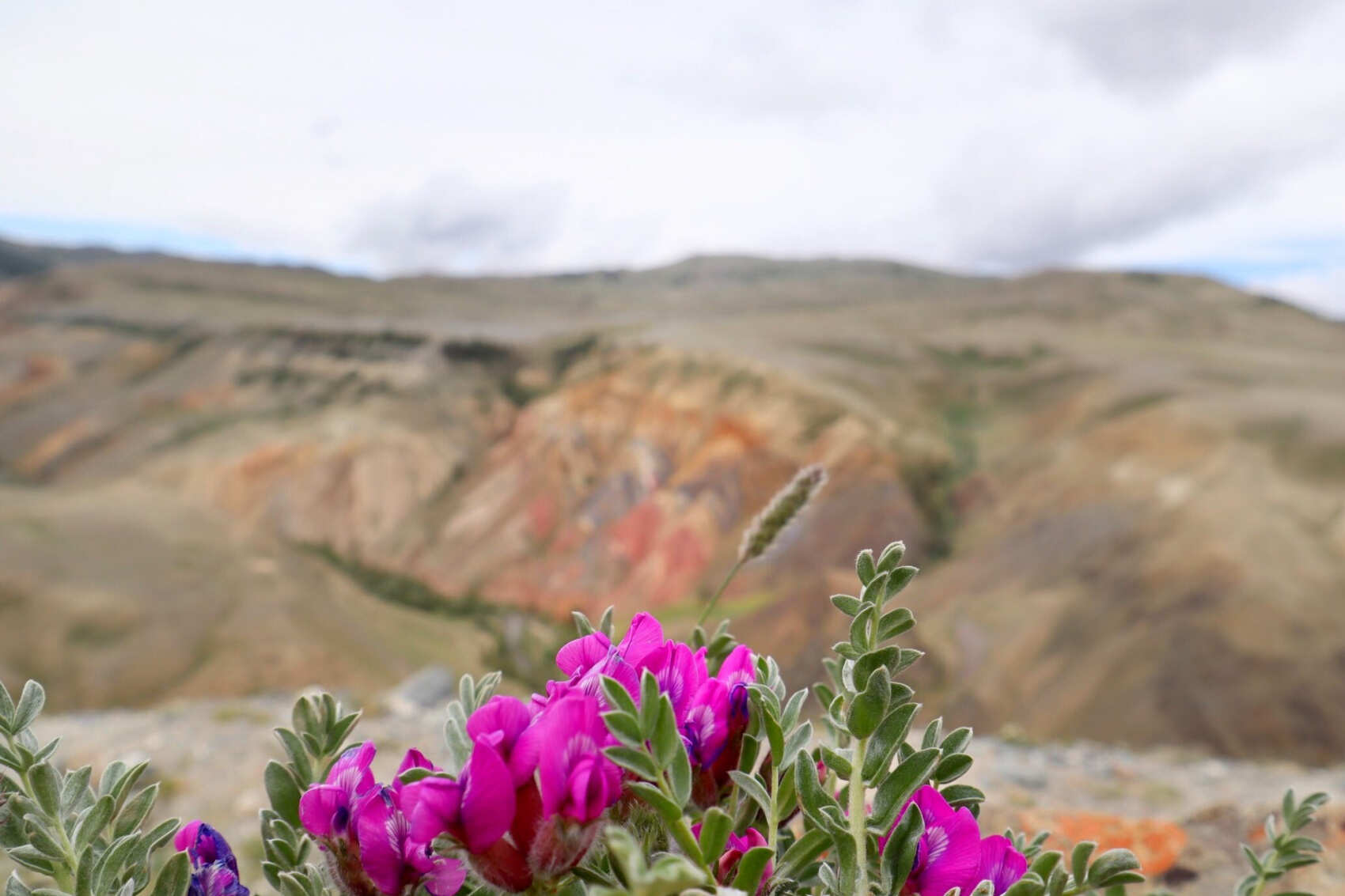  Комфорт-тур по Алтаю: яркое лето 2026 (8/48)
